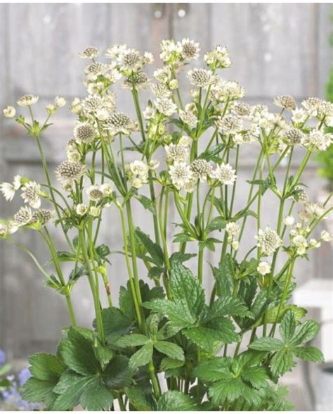 Buy Rare Unusual Exciting Plants Hayloft Astrantia Major Star Of