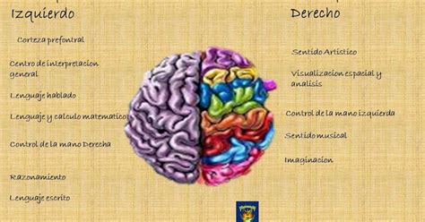 Fisiologia Hemisferios Cerebrales