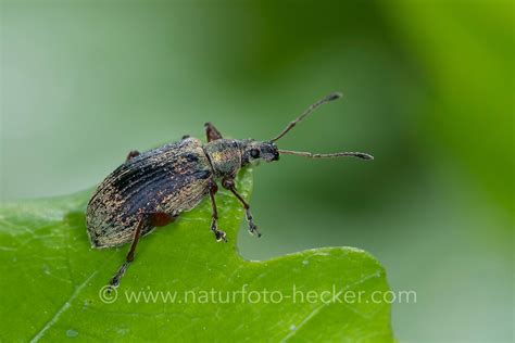 Brennnesselblatt Ruessler Naturfoto Frank Hecker