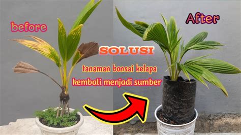 Solusi Dan Cara Mengatasi Bonsai Kelapa Yang Kurang Subur Youtube