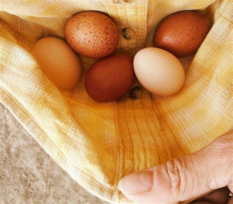 Fresh Eggs Daily® A Week In Farm Photos October 26th To November 1st