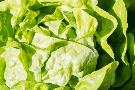 Fotos Gratis Naturaleza Planta Flor Comida Ensalada Verde