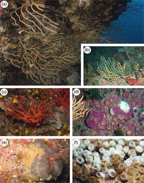 Species Affected By The 2003 Mass Mortality Event A Paramuricea