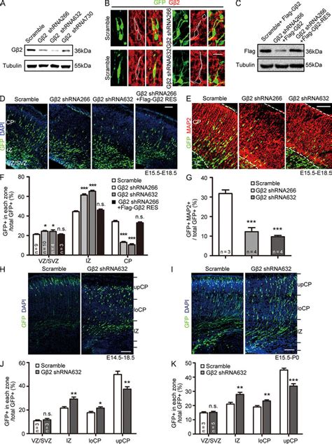 Gβ2 is essential for neuronal migration in the developing neocortex