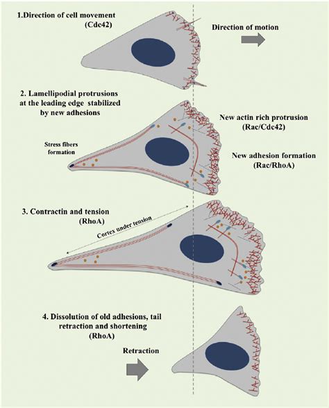 Rho GTPases In The Cell Motility Cycle A Migratory Cell Enters The