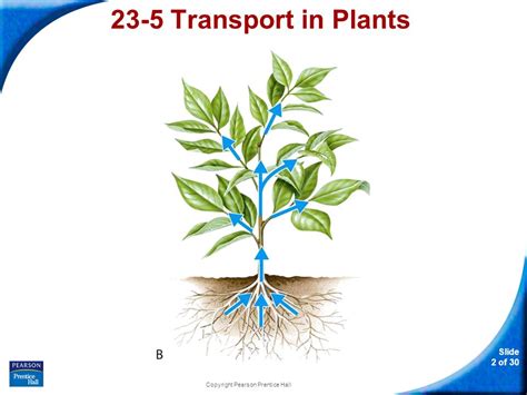 Capillary Action In Plants Diagram