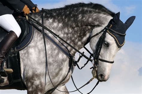 Silver Horse Names 179+ TOP & BEST & GREY Ideas - PetShoper