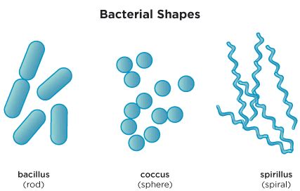 Prokaryotic Cell Size Shape Arrangement Flashcards Quizlet