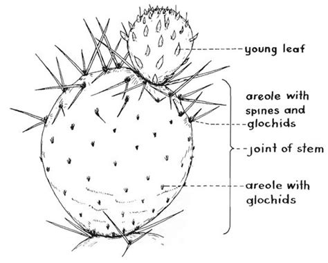 Кактус биология рисунок