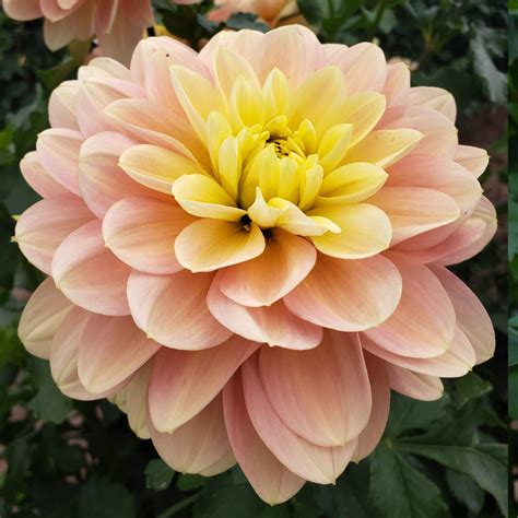 Wyns New Pastel Dahlia Tubers Harvest Thyme Farm