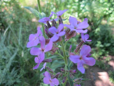Ночная фиалка, она же Вечерница Матроны, гесперис Матроны (Hesperis ...