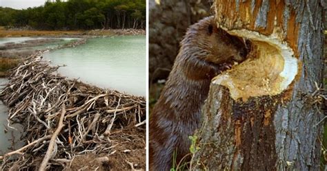 How & Why Do Beavers Build Dams? Ecosystem Engineers | Sia Magazine