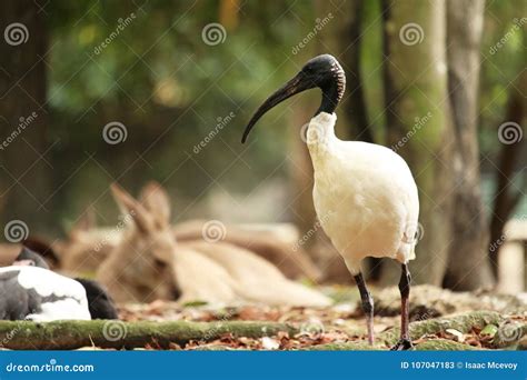 Australian white ibis stock image. Image of grey, dark - 107047183