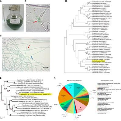 Frontiers Whole Genome Sequence Analysis Of The Filamentous