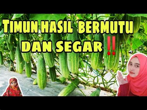 Cara Lengkap Budidaya Timun Baby Buah Lebat Dan Sehat YouTube