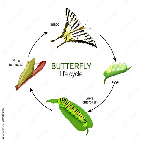 Vecteur Stock Butterfly Life Cycle From Eggs And Larva Caterpillar To