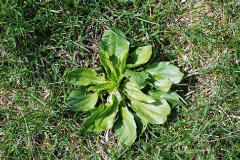 Spotlight On Weeds Broadleaf Plantain Plantago Major