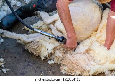 Sheep Shearing Process Royalty-Free Images, Stock Photos & Pictures ...