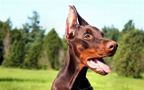 Red And Rust Doberman : Hd Wallpaper Adult Red And Rust Doberman ...