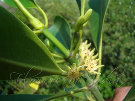 Bruguiera cylindrica - White Burma Mangrove