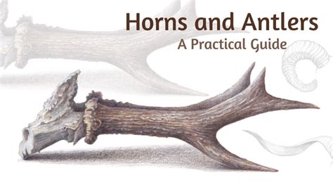 How To Draw Horns And Antlers Atelier Yuwaciaojp