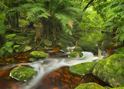 Sustainable Biomes (Rainforest Experience) | Ranger Jamie Tours