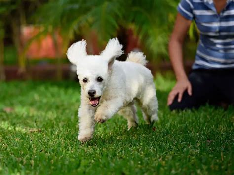 Perro de APOYO EMOCIONAL RAZAS y CERTIFICADO FÁCIL