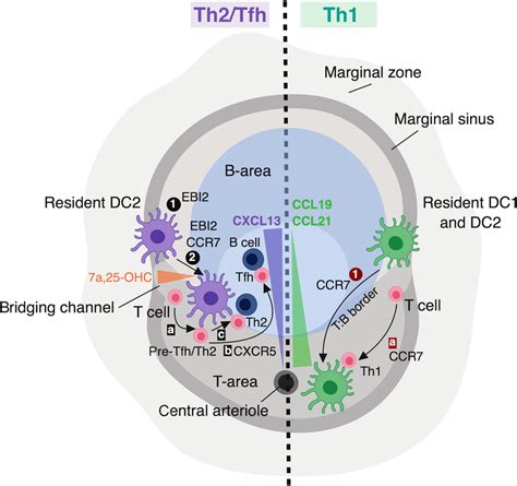 Compartmentalization Of Th Th And Tfhcell Responses In The