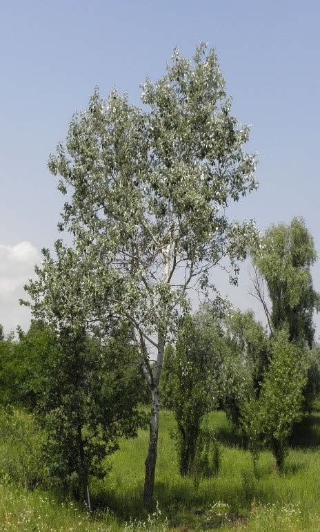 Populus Alba