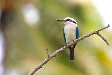 Marquesan Kingfisher Alchetron The Free Social Encyclopedia