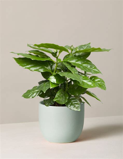 Coffee Plant | Indoor Houseplants for Delivery | The Sill | Plants ...