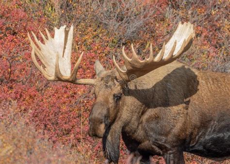 Alaska Yukon Bull Moose Portrait In Autumn Stock Photo Image Of Deer