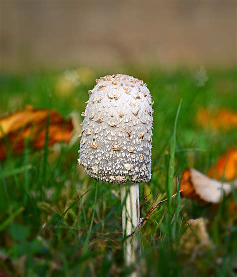 X Wallpaper Grey And Brown Mushroom Peakpx