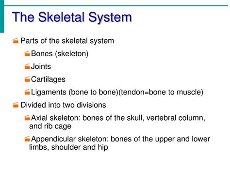 PPT Chapter 5 The Skeletal System PowerPoint Presentation Free