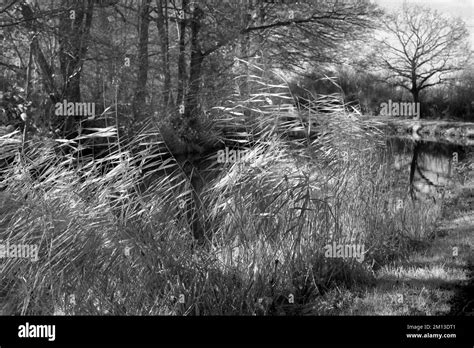 Black And White Photograph Of British Waterways Canalside Showing A Monotoned Infrared Image