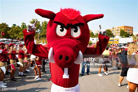 Arkansas Mascot Photos and Premium High Res Pictures - Getty Images