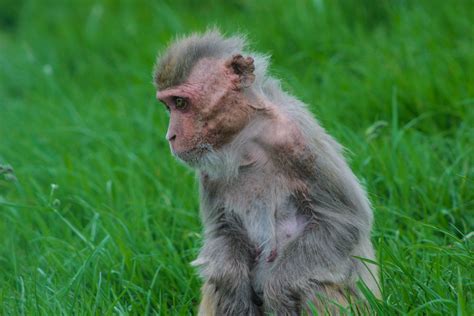 Stunning Rhesus Macaque : r/AnimalPorn