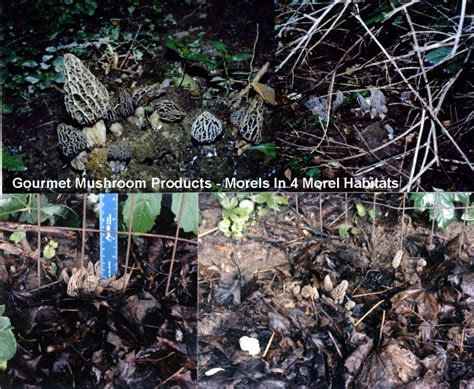 2 Morel Habitat Kit ® Web Special