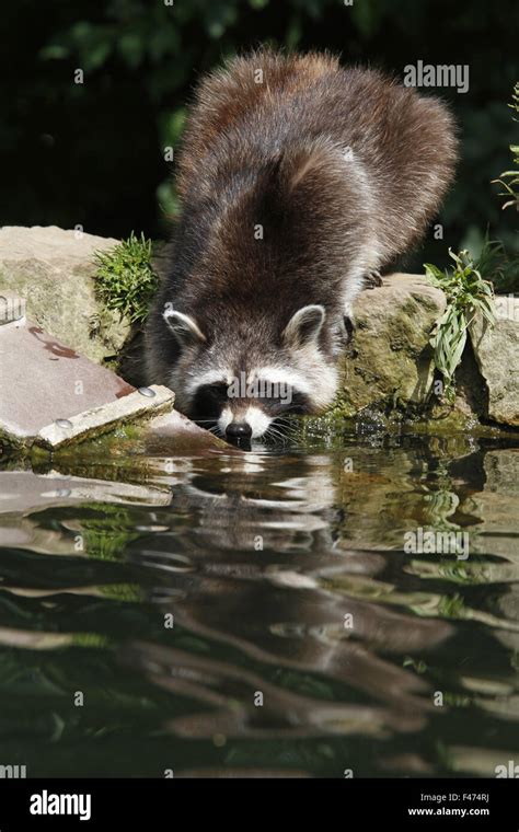 Waschb R Trinkwasser Fotos Und Bildmaterial In Hoher Aufl Sung Alamy