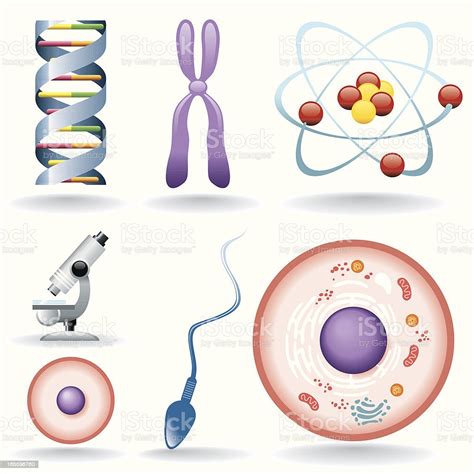 아이콘 세트 생물학 인간의 세포에 대한 스톡 벡터 아트 및 기타 이미지 인간의 세포 세포 난자 Istock