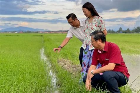 Luas Panen Padi Di NTT JanuariApril 2023 Diprakirakan Capai 75 15 Ribu