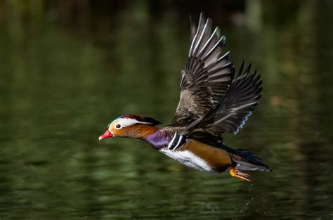 Mandarin Duck - Owen Deutsch Photography