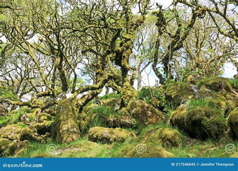 Ancient Oak Trees In Wistmans Wood Dartmoor Stock Image Image Of