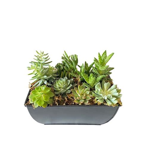 Succulent Bliss By Cactus Flower Walmart