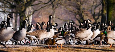 250+ Amazing Ducks Photos · Pexels · Free Stock Photos