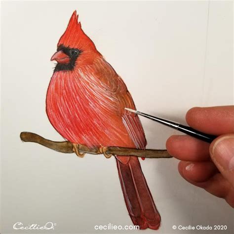 Drawing with Colored Pencils: Realistic Cardinal Tutorial