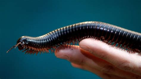 'Marvel of Evolution': Scientists Discover First 'True' Millipede With 1,306 Legs in Australia