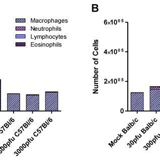 Infiltration Of Immune Cells In Balb C And C Bl Mice In Response To