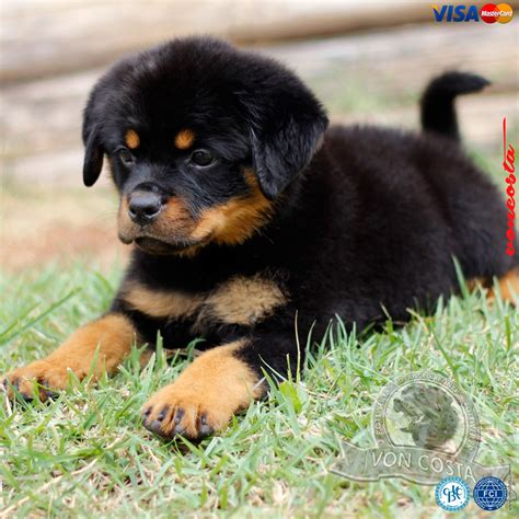 Venda Rottweiler