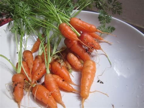 Bee S And San S Home Grown Carrots